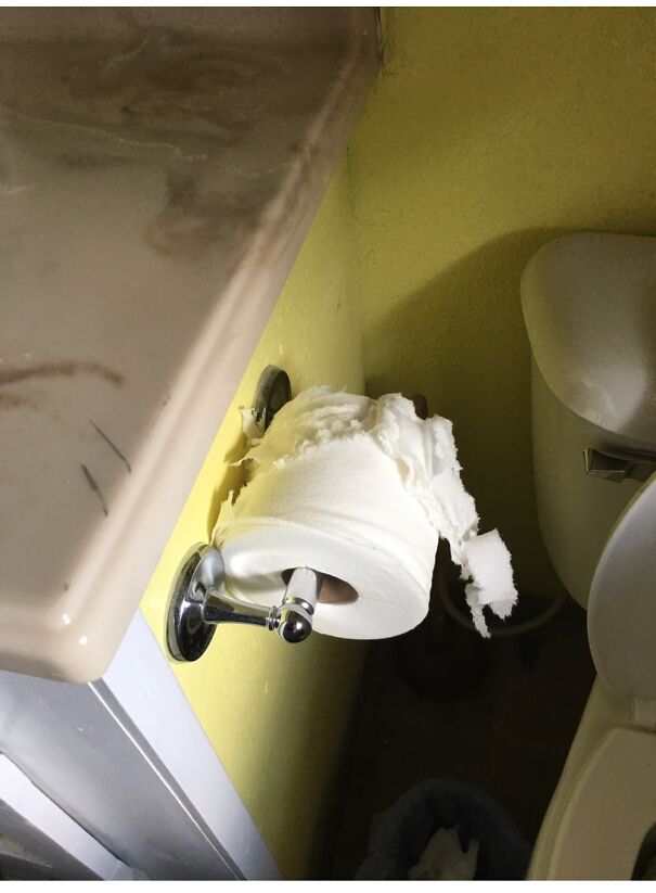 Obviously We Have Cats