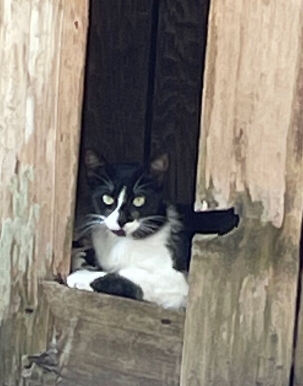 Checking Out What’s Going On Outside The Fence