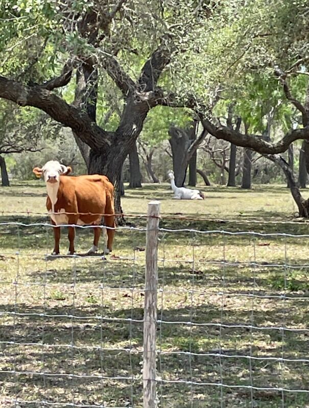 I Saw A Strange Looking Cow Along The Road. It Is The One In The Background