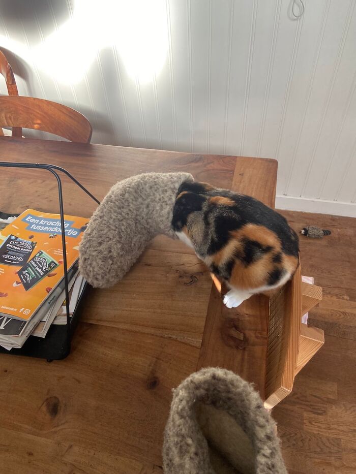 My Cat Princess Lea Loves Anything She Can Stick Her Head In. This Is My Slipper