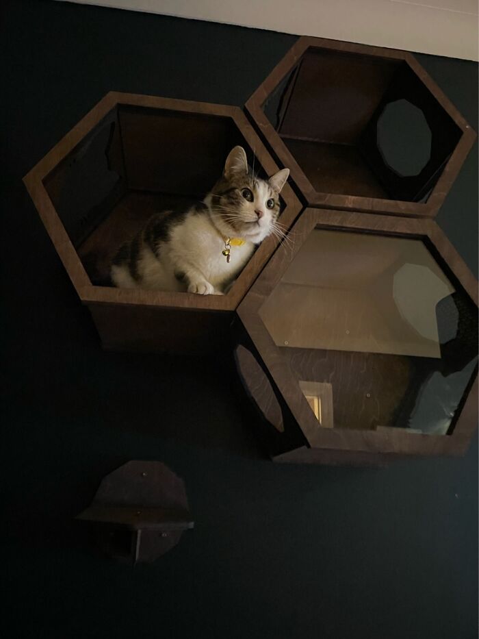 My Kitties Make Me So Happy (5 Pics)