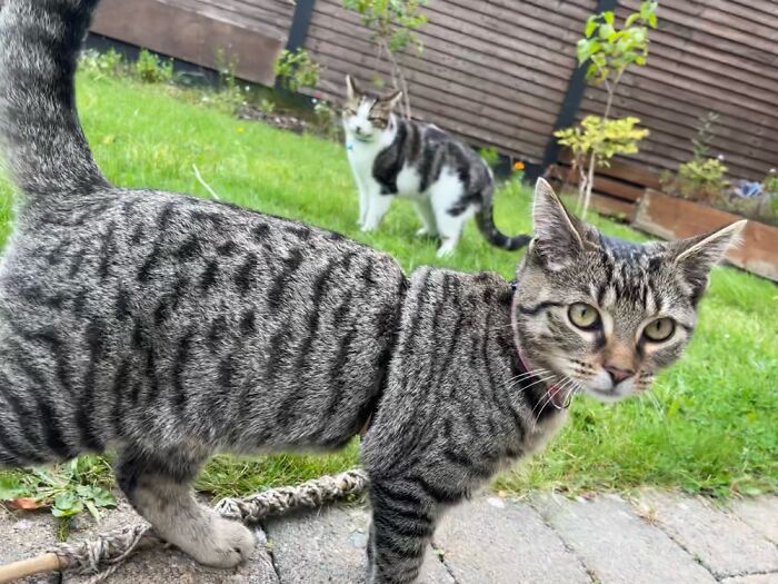 My Kitties Make Me So Happy (5 Pics)