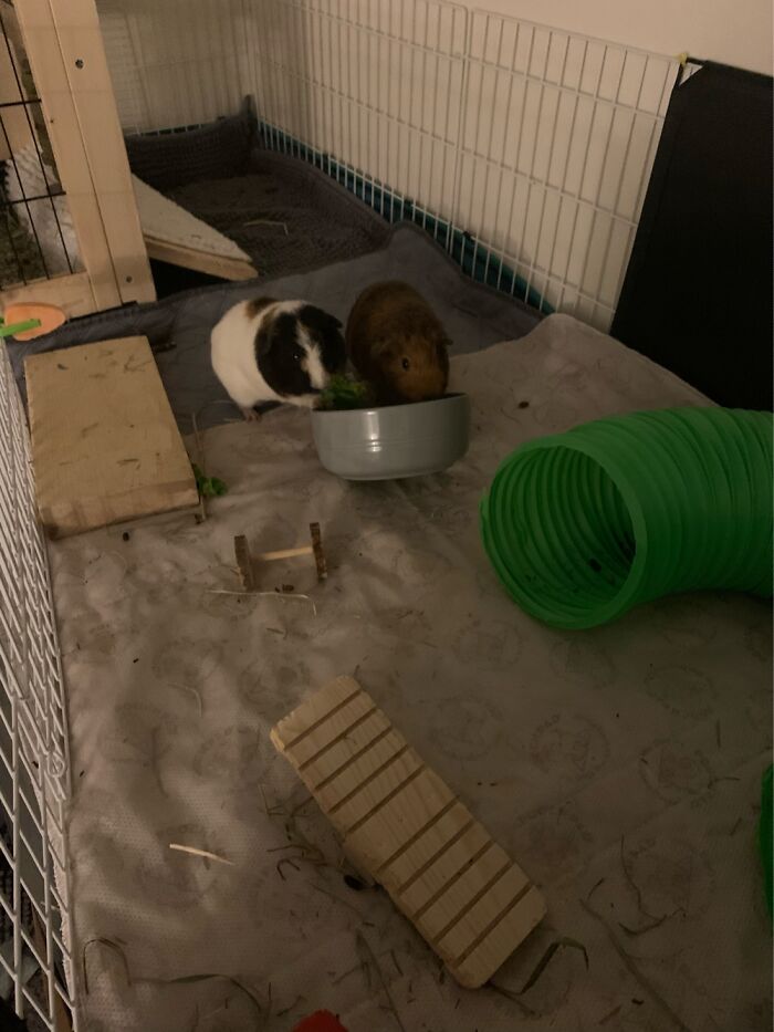 Raider And Cappy, My Little Taters