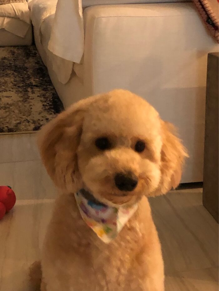 I Don't Own Him, But He's My Little Eggo Head