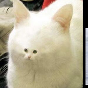 siobhangournay avatar