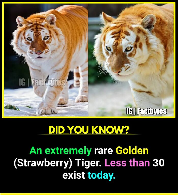 Interesting-Facts-Factbytes