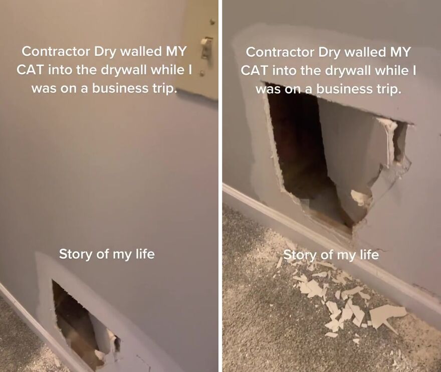 A Cat Is Rescued From The Wall After A Bathroom Renovation A Cat Is Rescued From The Wall After A Bathroom Renovation