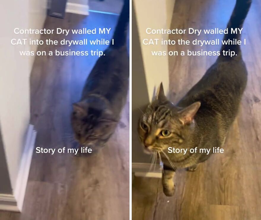 A Cat Is Rescued From The Wall After A Bathroom Renovation A Cat Is Rescued From The Wall After A Bathroom Renovation