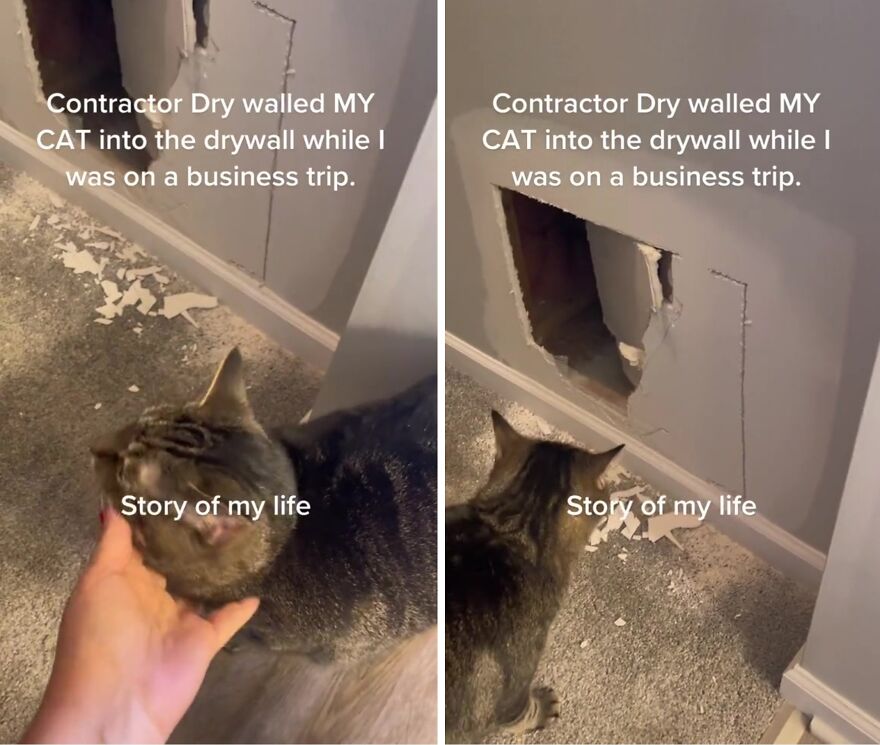 A Cat Is Rescued From The Wall After A Bathroom Renovation A Cat Is Rescued From The Wall After A Bathroom Renovation