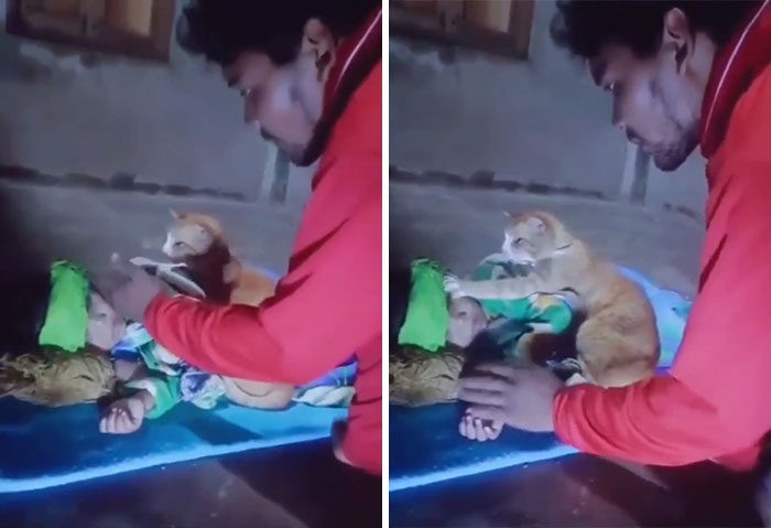 Kitty Doing A Concern And Fever Check