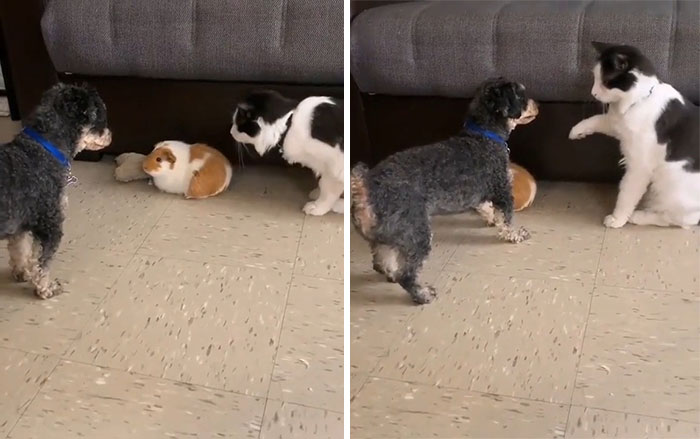 "No! Just Don't Touch Him, Okay?!"