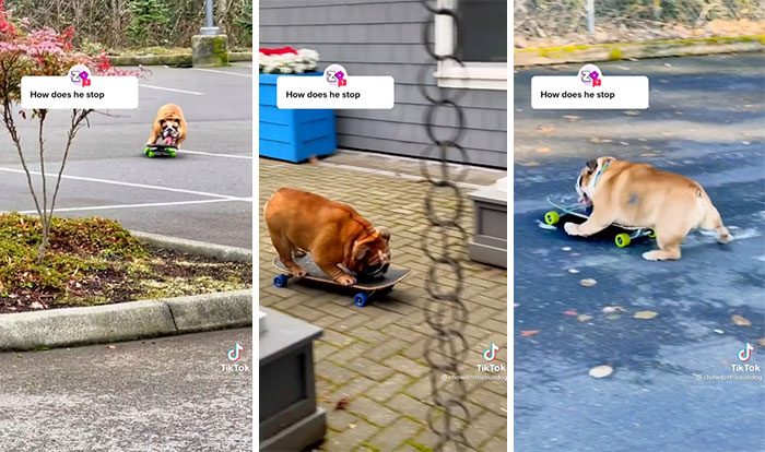 Dogs Can Ride Skateboards