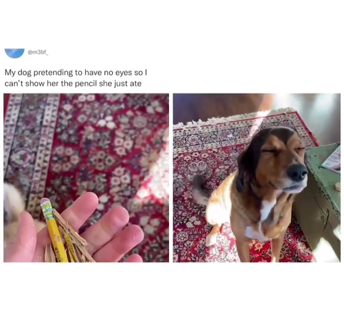 Dog Fakes Inability To Avoid Punishment