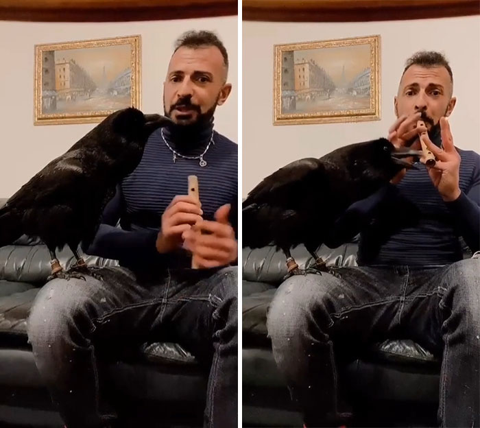 Crow Accompanies Flute In A Beautiful Tarantella