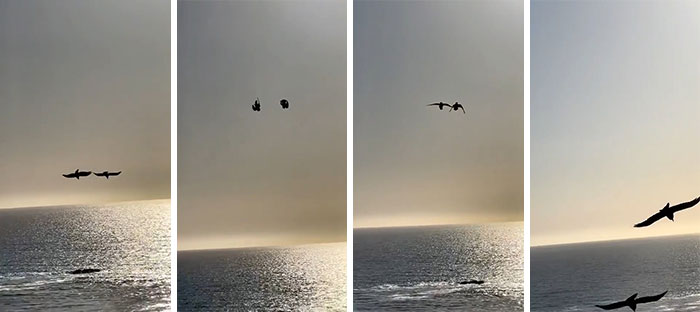 Ravens Mate For Life, This Dancing Pair Show How Well They Know Each Other