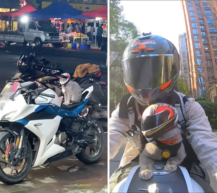 Going On A Trip With The Cat