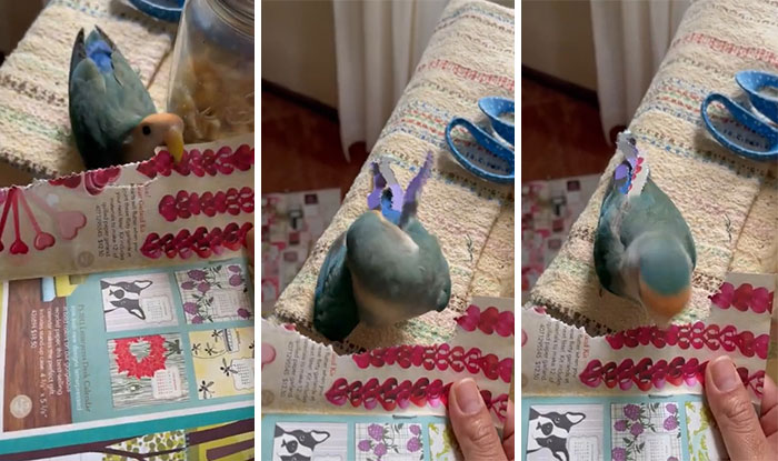 This Lovebird Cuts Colorful Strips Of Paper And Tucks Them Into His Tail Like Decorative Feathers