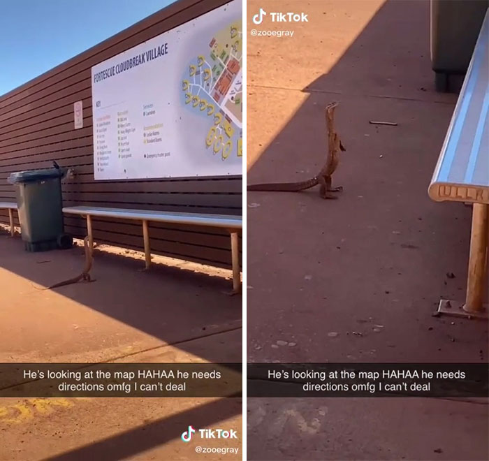 Lizard Looking For Directions