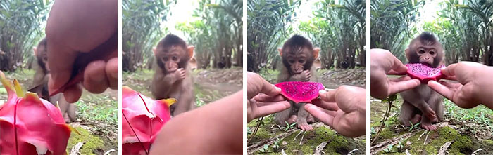 Waiting Patiently Until The Fruit Is Cut And Then Letting The Human Take A Bite Before Eating