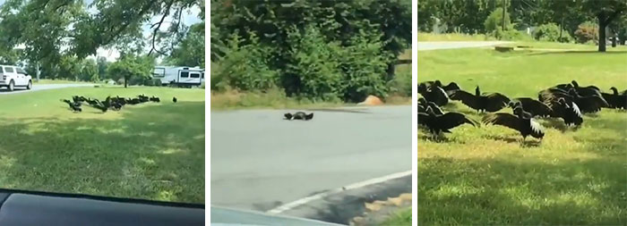 Black Vultures Holding A Funeral