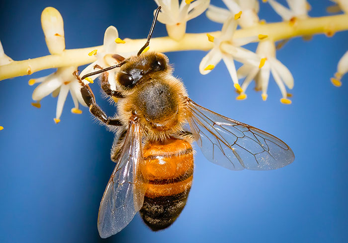 “An Amazing World Right Under Your Nose”: 24 Pictures Of Nature That I Took With A Macro Lens