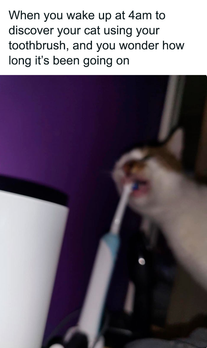 Mischievous-Animal-Memes