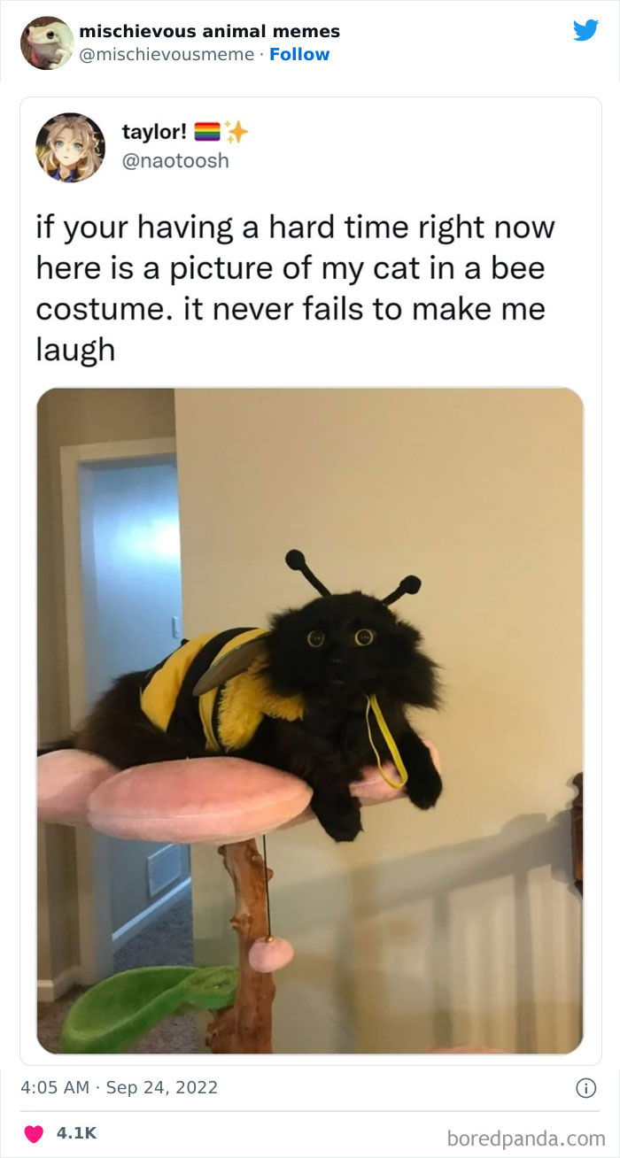 Mischievous-Animal-Memes