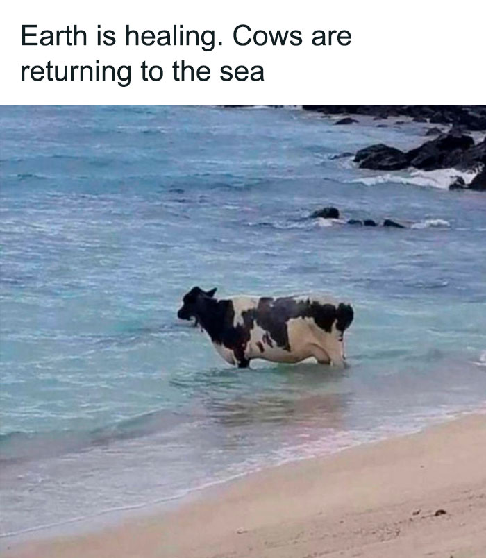 Mischievous-Animal-Memes