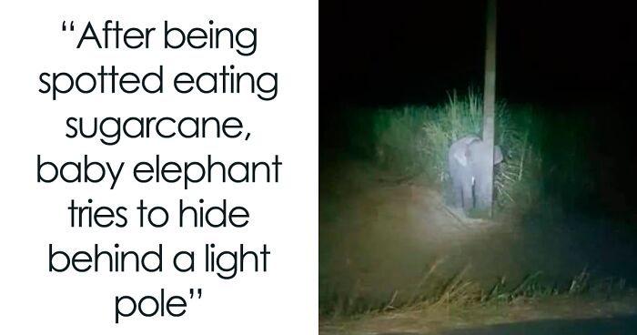 This Twitter Page Is Dedicated To Mischievous Animal Memes, Here Are 35 Of The Funniest Ones