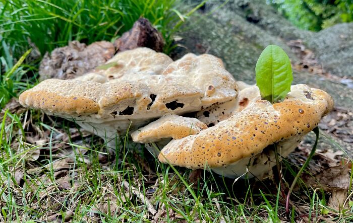 Can't Tell If It Grew Around The Leaf Or The Leaf Pierced The Mushroom. Washington, Dc
