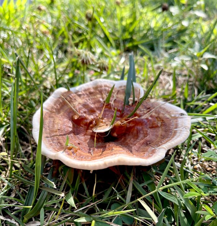 Sharp Grass. Washington, Dc