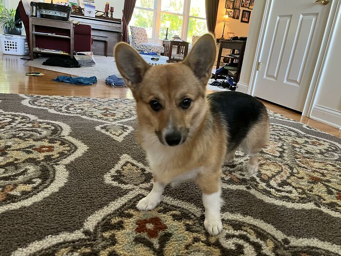 This Photo Of My Dog