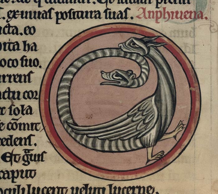 Small painting of Amphisbaena 