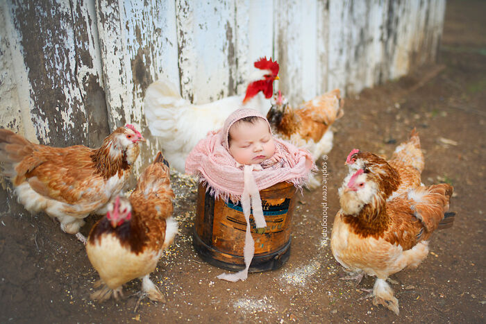 I Held A Newborn Photoshoot On A Family Farm With The Farm Animals, And Here Are The Results (6 Pics) I Held A Newborn Photoshoot On A Family Farm With The Farm Animals, And Here Are The Results (6 Pics)