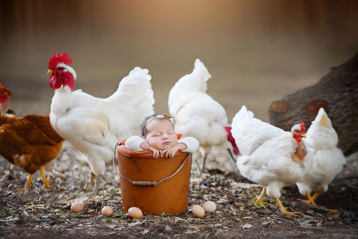 I Held A Newborn Photoshoot On A Family Farm With The Farm Animals, And Here Are The Results (6 Pics) I Held A Newborn Photoshoot On A Family Farm With The Farm Animals, And Here Are The Results (6 Pics)