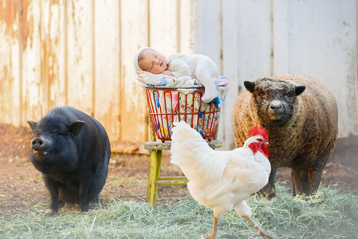 I Held A Newborn Photoshoot On A Family Farm With The Farm Animals, And Here Are The Results (6 Pics) I Held A Newborn Photoshoot On A Family Farm With The Farm Animals, And Here Are The Results (6 Pics)