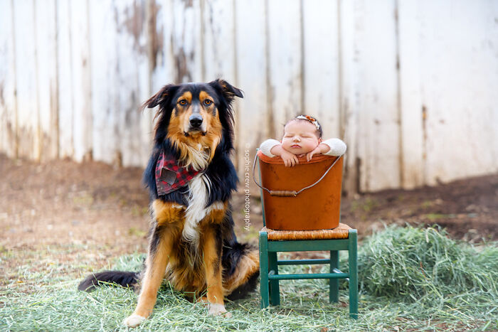I Held A Newborn Photoshoot On A Family Farm With The Farm Animals, And Here Are The Results (6 Pics) I Held A Newborn Photoshoot On A Family Farm With The Farm Animals, And Here Are The Results (6 Pics)