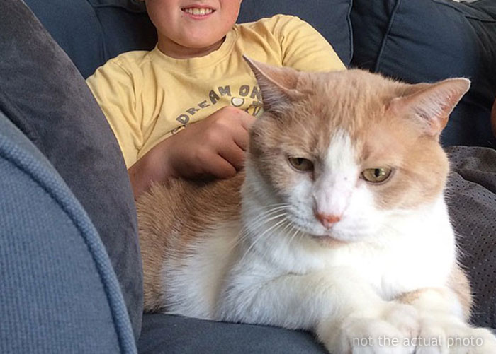 16 Y.O. Loses His Neighbor’s Cat That He Was Supposed To Pet Sit, His Mom Is Upset About The Neighbors Refusing To Pay For His Work