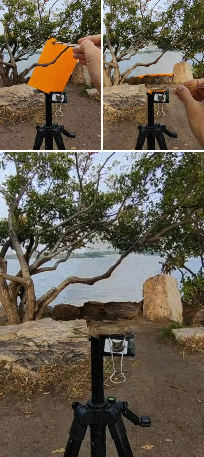 Blending With The Surroundings