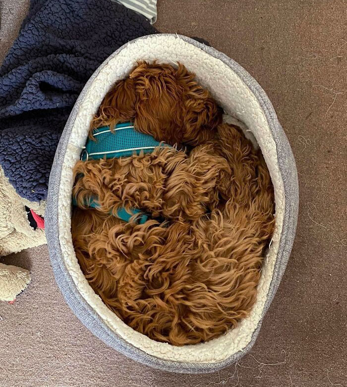 My Dog Perfectly Fits Her Bed