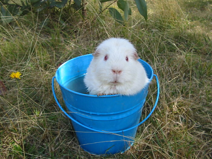 Hot Day, Cool Bath. Moonshadow Approved