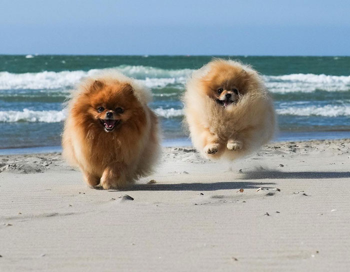 Pomeranian Dogs