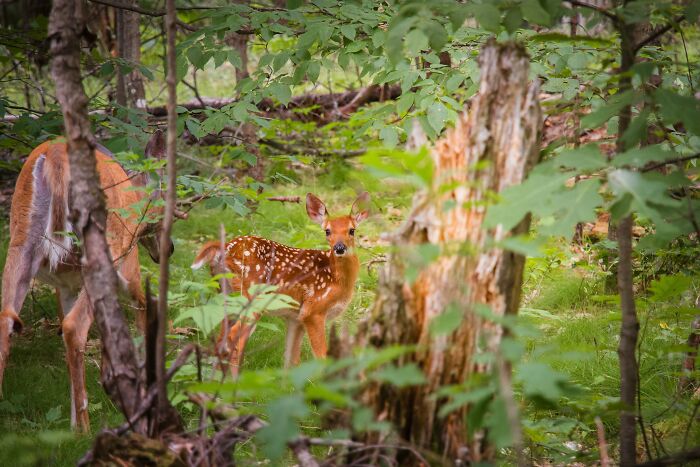 two deer in the forest