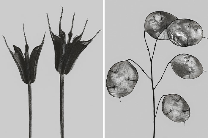 “Botanicals”: My Monochromatic Series Unveiling Overlooked Beauty Through Botany (27 Pics)