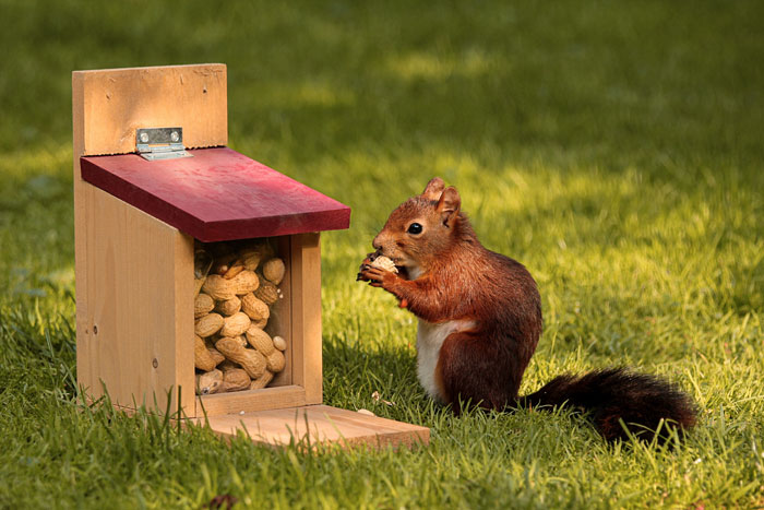 Squirrel eating nuts