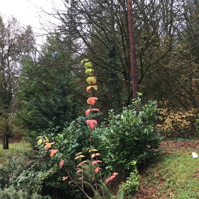 I Loved This Sapling That Was A Full Rainbow All By Itself