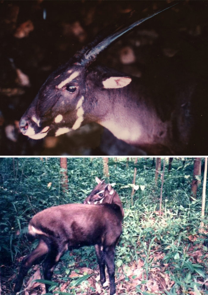 Pictures of Saola in the woods 