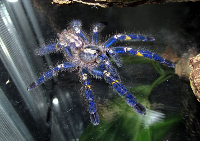 Peacock Tarantula on the glass surface 