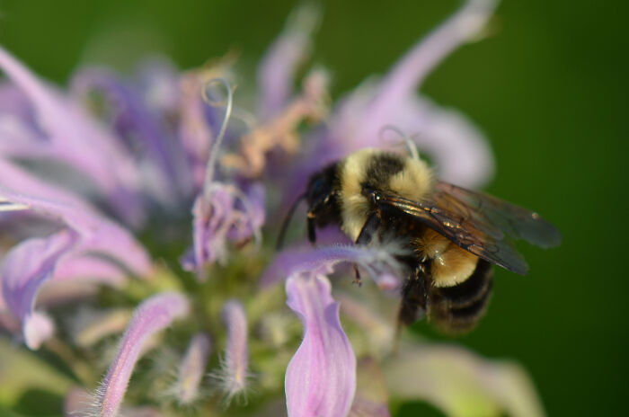 Rusty-Patched Bumblebee bee pollen a flower