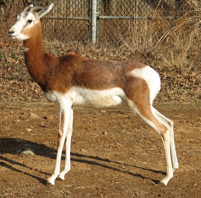Picture of Dama Gazelle